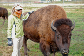 buffalo in canada