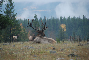 elk in canada
