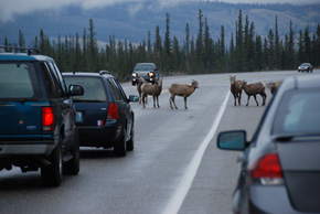 canadian traffic jam