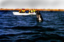 whale watching baja mexico