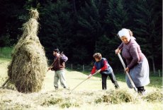 romania farm scene