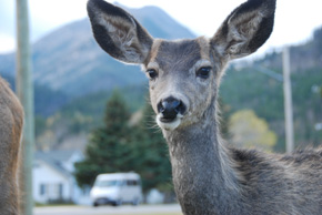 elk up close