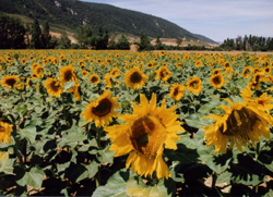 Spanish Sunflowers Spanish Sunflowers picture