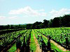 Llanerch Vineyard